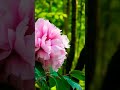 Nature Lover Video Beautiful Flower #nature #flowers #natgeo