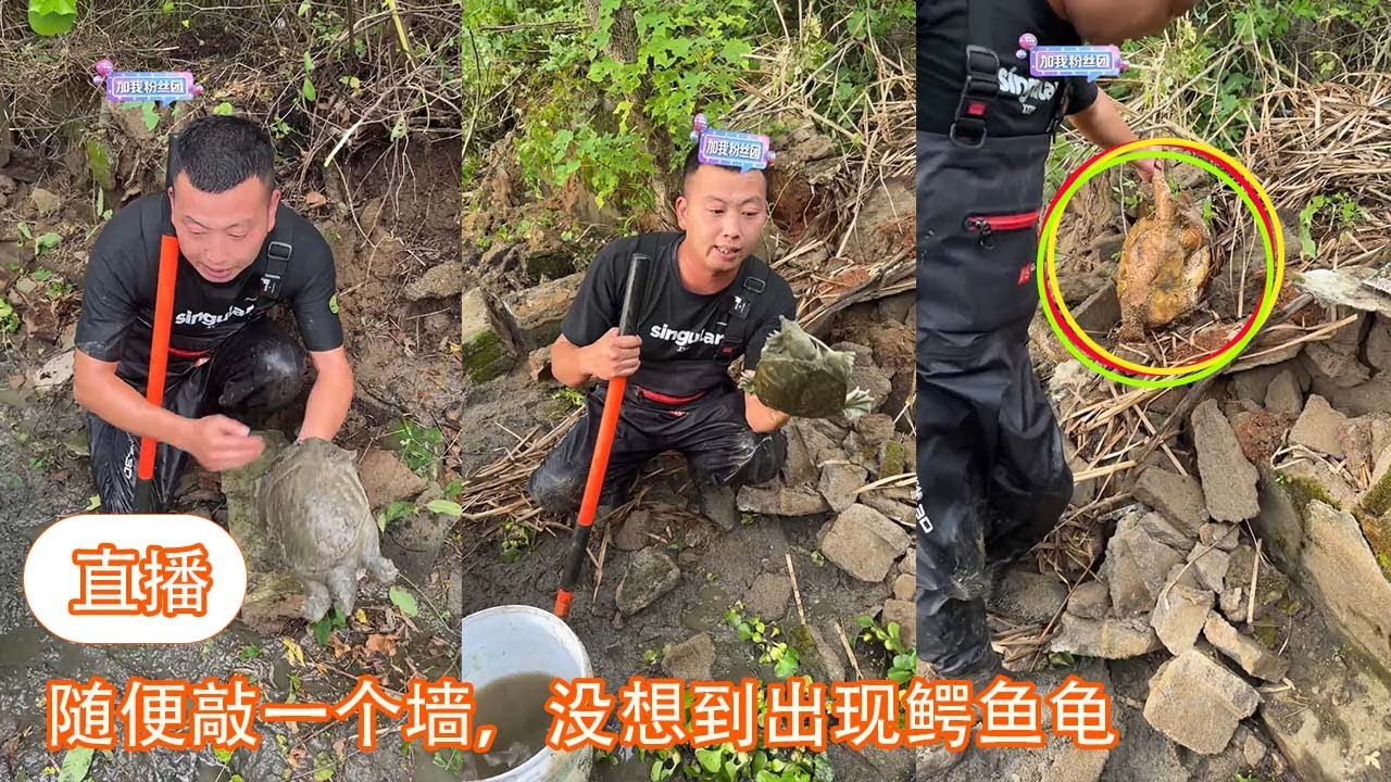 【直播视频】花2000包的荒废甲鱼塘，随便敲一个墙，没想到出现鳄鱼龟? 【在养殖场安全，请大家不要模仿】