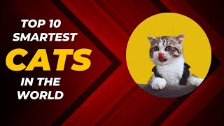 Top 10 Smartest Cats In The World💥 /Smartest Cats Breeds🤷‍♀️💥👌