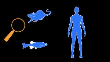 Basic Research & Animal Models