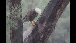 Bald Eagle funeral 2