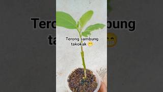 Pase pertumbuhan terong sambung takokak #terongungu #pertanian#terong