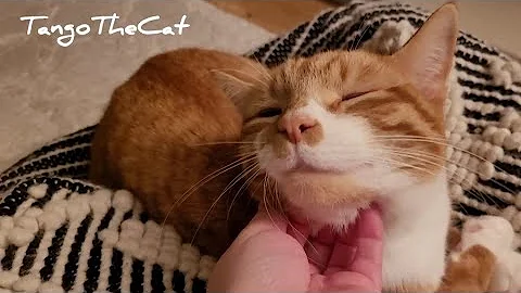 Video 3022501: british shorthair tabby cat, tabby british shorthair kittens, british shorthair cat purring, british shorthair kitty cat