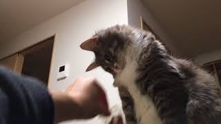 お菓子袋を見つめ続ける猫 ノルウェージャンフォレストキャットKeep staring at the sweets bag.Norwegian Forest Cat.
