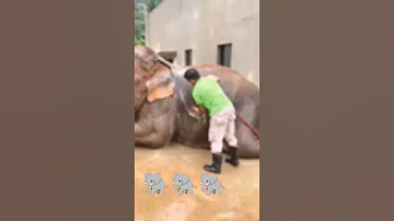 ارقصلى يا فيل ياابو زلومه وديلك قرش 