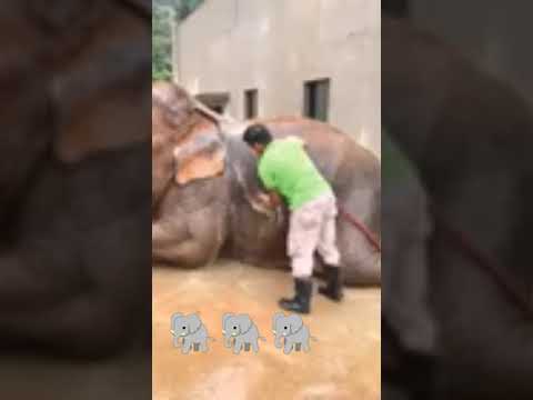 ارقصلى يا فيل ياابو زلومه وديلك قرش