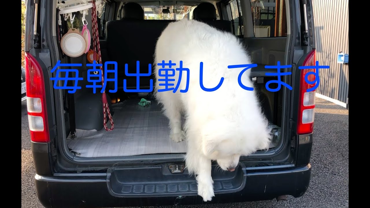 出勤の様子 グレートピレニーズ 庭遊館看板犬