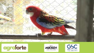 Agro Forte Amanhã 23 Tem A História De Um Morador De São Carlos Que Tem Várias Espécies De Aves