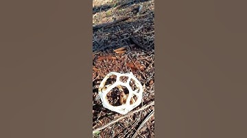 Alien looking fungus in New Zealand (Ileodictyon cibarium, or whareatua - "house of the devil")