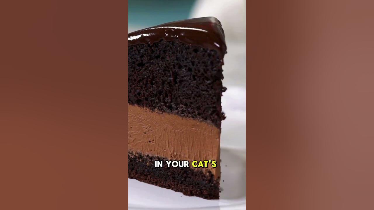 can-my-cat-eat-chocolate-youtube