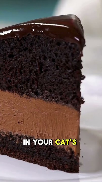 can-my-cat-eat-chocolate-youtube