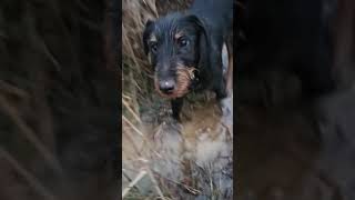 Jagd Terrier & 458 Socom