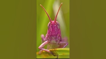 GRASSHOPPER🦗 PHOTOGRAPHY II INSECT PHOTOGRAPHY 🐞 #grasshopper #ytshorts  #photography #shorts
