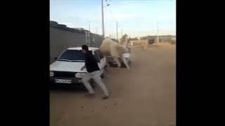 Camel chasing a man around a car but with the arabic nokia ringtone.