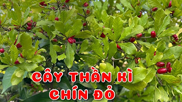 Cây Thần kì chín đỏ rực rỡ rất đẹp | 0386569374 - Ngọc Ngân Bến Tre | Chuyên cây độc lạ