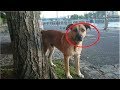 【感動】何ヶ月も一人の女性を待ち続けた1匹の犬…その結末は…!!