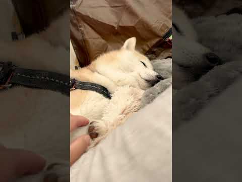 【キャンプの朝】まだ寝るの？柴犬【Shiba inu】 #shorts #shibaken #犬連れキャンプ