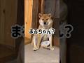 猫になった？柴犬🤭　#柴犬 #ペット #かわいい
