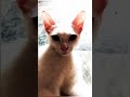 Popipo popipo #cute #cat #funny