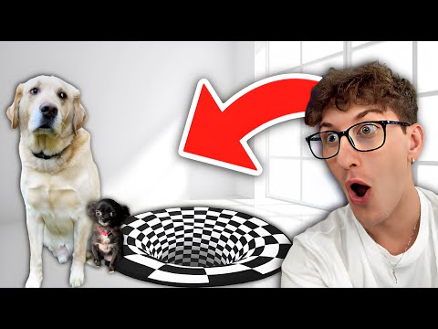 Puddin & Dozer VS Illusion Rug!! Puddin & Dozer VS Illusion Rug!!