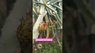 Download Lagu The #1 Thing You're Doing WRONG with Dragon Fruit Budding MP3