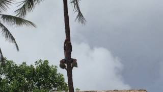 PCC Samoa coconut tree climbing