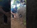 Good job, this guinea fowl can be released#animals #nature #vidioshort