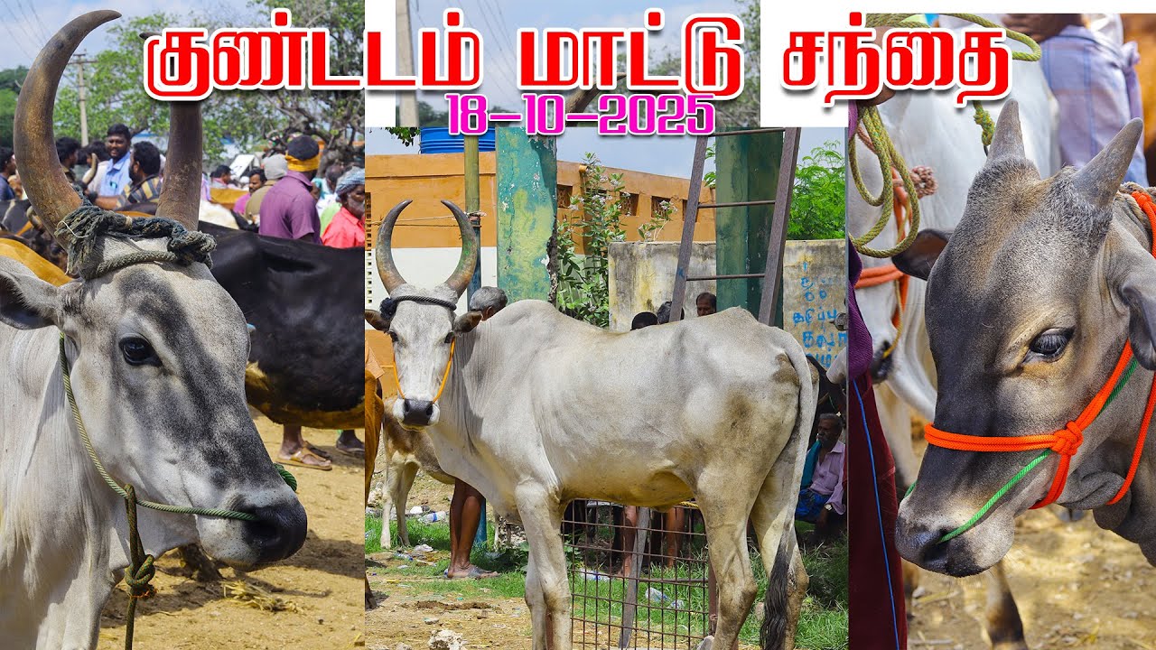 NATTU MADUKALIN VARATHU KUNDADAM MATTU SANTHAI