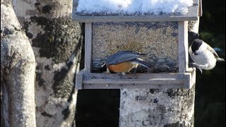 明治公園ハイドのバードフィーダーにやってくる野鳥たち　　根室市