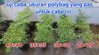 THE RIGHT POLYBAG SIZE FOR CHILIS‼️ #polybag #chili