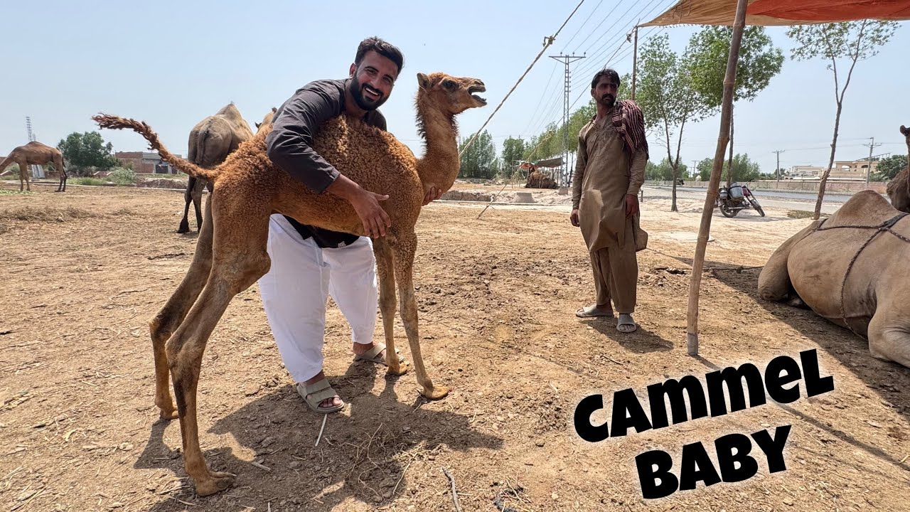 Mini Zoo K Lye Baby Camel Leny Gaiy😍