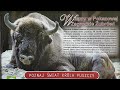 Pokazowa Zagroda Żubrów - ЧТО ПОСМОТРЕТЬ В ПОЛЬШЕ