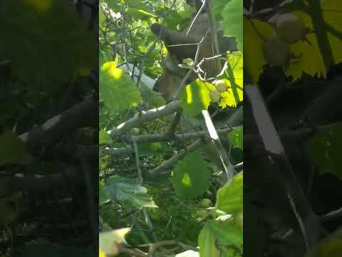 Овчарка Ася ест боярышник #овчарка #доброеутро #овчаркаася #деревенскаяжизнь #вдеревне #люсимили