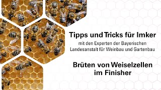 Imkerpraxis: Brüten von Weiselzellen im Finisher