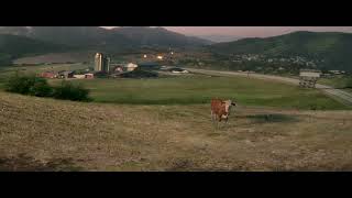 Cow Gets Nuked