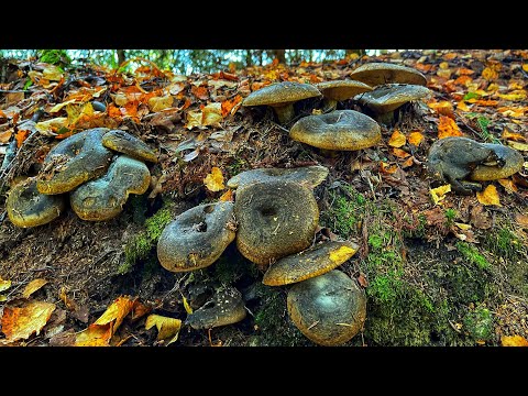 ЧЕРНЫЕ ГРУЗДИ НА КАЖДОМ САНТИМЕТРЕ ОГРОМНЫМИ ПОЛЯНАМИ! ГРИБНОЙ ЛЕС УСЕЯН ГРИБАМИ! КАРЕЛИЯ ГРИБЫ 2021