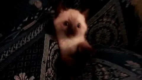 Video 11591801: siamese cat kitten