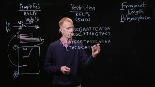 PCR Genotyping