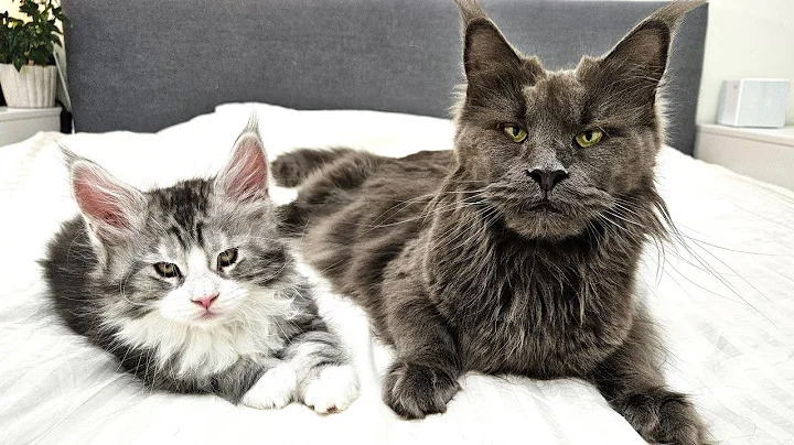 Video 3856091: maine coon kitten, quality maine coon, maine coon love