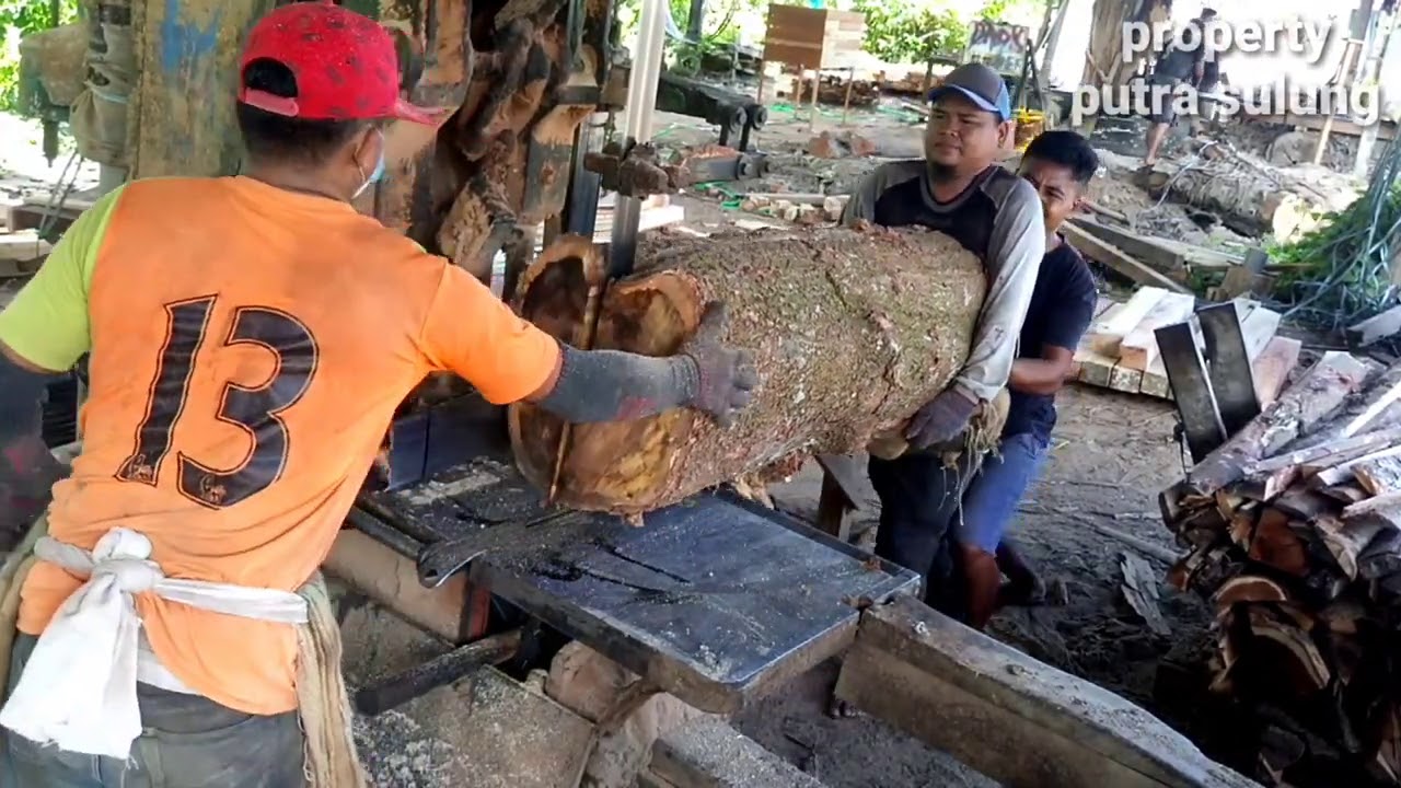 Kulit tebal Kayu Akasia jenis ini yg paling nyes di 