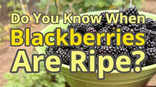 Are We Picking Blackberries WRONG? 