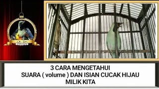 Tiga Cara Mengetahui Suara ( volume ) Dan Isian Cucak Hijau Milik Kita