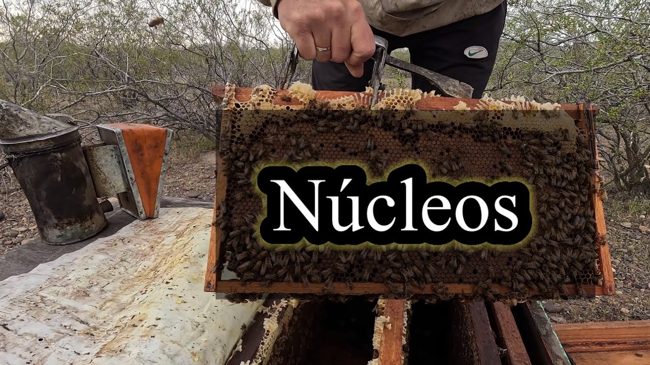 Núcleos y Fecundacion !! #