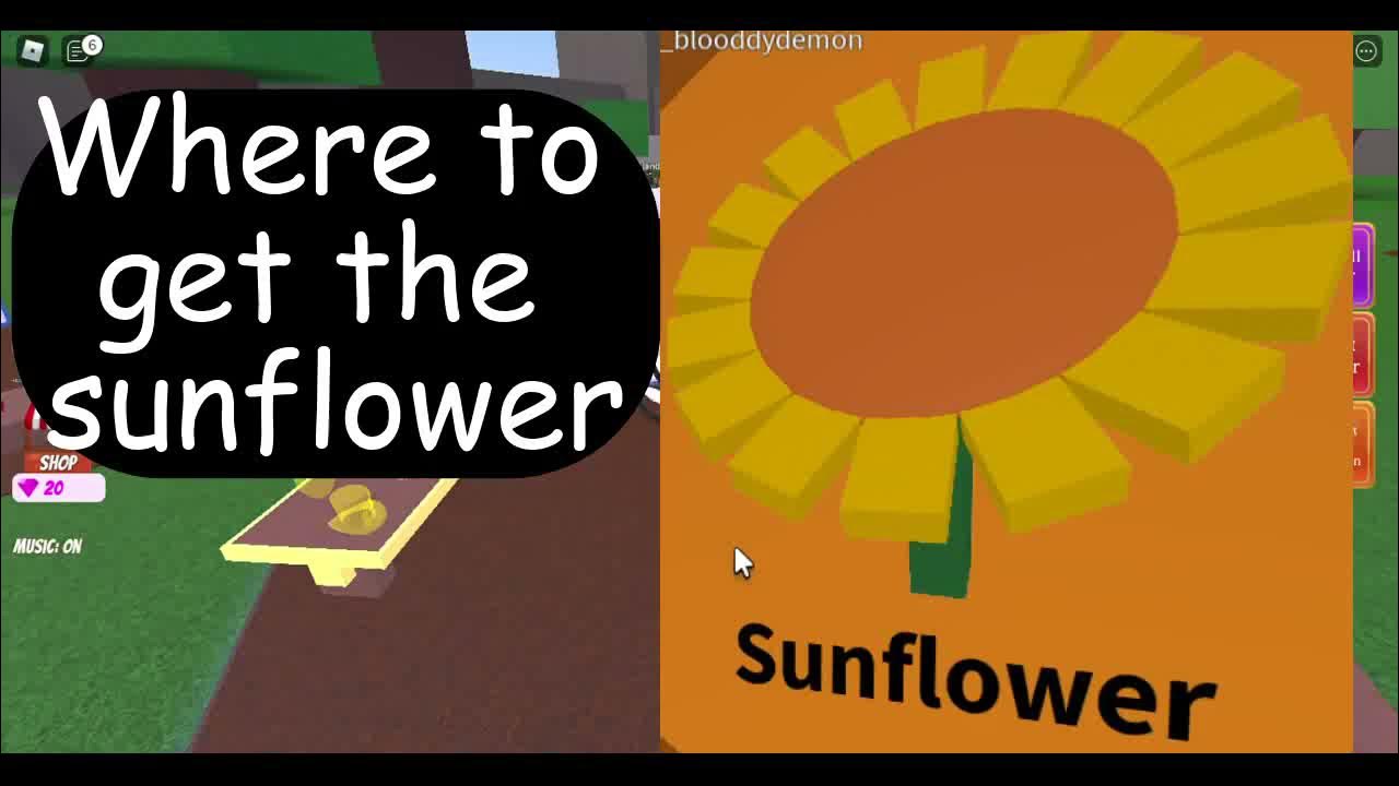 Where to find the sunflower (Wacky Wizards)(Roblox) YouTube