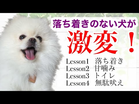 【犬 しつけ】わんぱくなポメラニアンをプロのトレーナーに預けてみたら＊夏季講習編＊｜ふわもこな犬猫兄弟