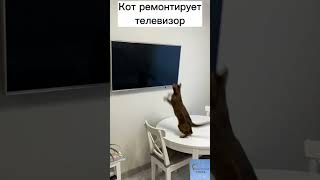 Кот Ремонтирует Телевизор