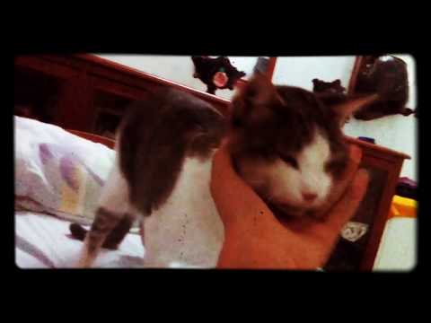 فيديو: 7 إصابات ذيل القطة الشائعة