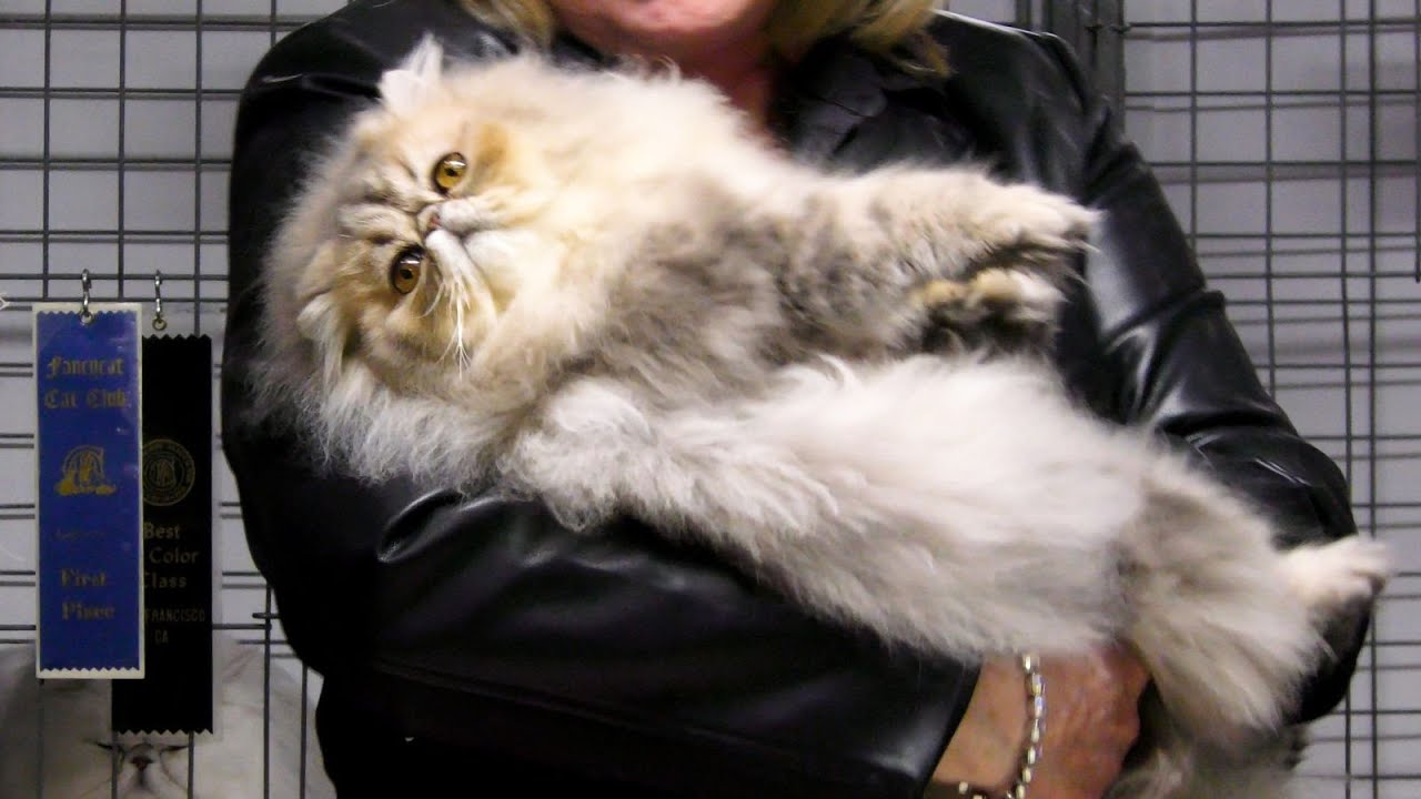 San Diego Cat Fanciers Show 2026 at the Del Mar Fairgrounds
