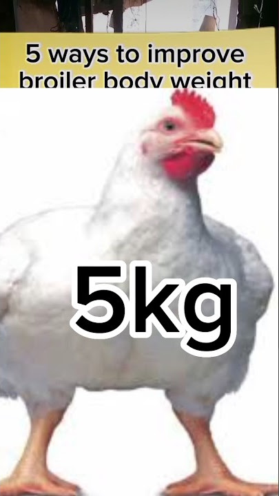 how to increase broiler body weight