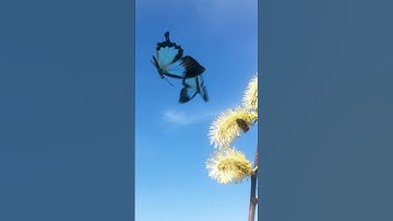 What Do Butterflies in Your Stomach Mean?